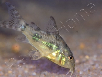 Corydoras poivre et sel - Corydoras paleatus (Amérique du Sud)