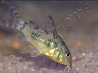 Corydoras poivre et sel - Corydoras paleatus (Amérique du Sud)