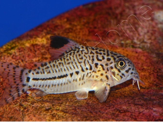 Corydoras léopard - Corydoras julii (Amérique du Sud)