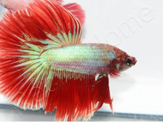 Combattant halfmoon couleurs assortis - Betta splendens (Asie)