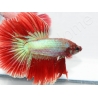 Combattant halfmoon couleurs assortis - Betta splendens (Asie)