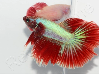 Combattant halfmoon couleurs assortis - Betta splendens (Asie)