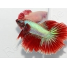 Combattant halfmoon couleurs assortis - Betta splendens (Asie)