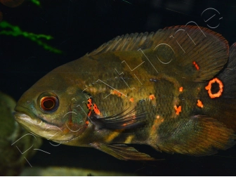 Astronotus ocellatus 8-10cm (Amérique du Sud)