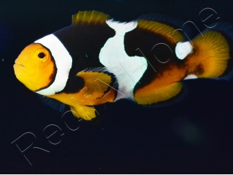 Amphiprion Onyx Picasso SM Elevage USA PROAQUATIX