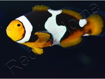 Amphiprion Onyx Picasso SM Elevage USA PROAQUATIX