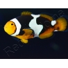 Amphiprion Onyx Picasso SM Elevage USA PROAQUATIX