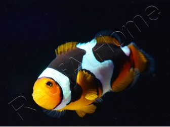 Amphiprion Onyx Picasso SM Elevage USA PROAQUATIX