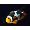 Amphiprion Onyx Picasso SM Elevage USA PROAQUATIX