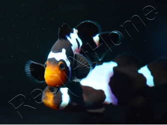 Amphiprion Prem. Black Snow Elevage USA PROAQUATIX