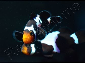 Amphiprion Prem. Black Snow Elevage USA PROAQUATIX