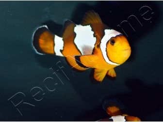 Amphiprion Prem. Snowflake Elevage USA PROAQUATIX