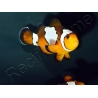 Amphiprion Prem. Snowflake Elevage USA PROAQUATIX