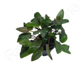 Cryptocoryne sp.