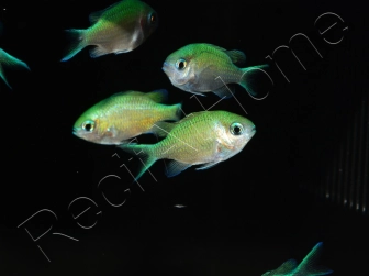 Chromis viridis S ELEVAGE FRANCE MERS