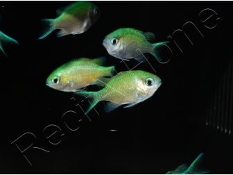 Chromis viridis S ELEVAGE FRANCE MERS