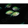 Chromis viridis S ELEVAGE FRANCE MERS