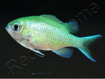 Chromis viridis S ELEVAGE FRANCE MERS