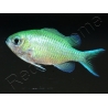 Chromis viridis S ELEVAGE FRANCE MERS