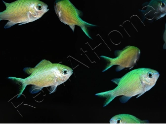 Chromis viridis S ELEVAGE FRANCE MERS