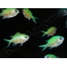 Chromis viridis S ELEVAGE FRANCE MERS