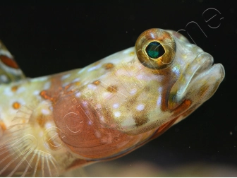 Leopard Goby Amblyeleotris diagonalis