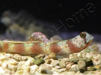 Leopard Goby Amblyeleotris diagonalis