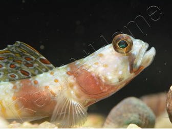 Leopard Goby Amblyeleotris diagonalis