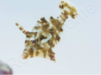 Acreichthys tomentosus Elevage PROAQUATIX 3-5 cm