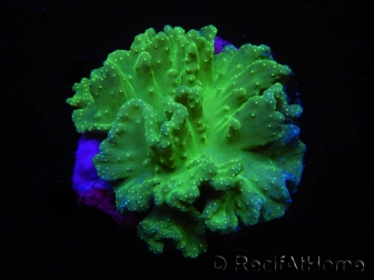 Sinularia dura Green Fluo 