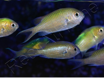 Chromis viridis 5-7 cm L