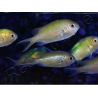 Chromis viridis 5-7 cm L