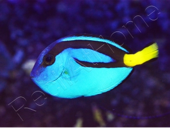 Paracanthurus hepatus 4-6 cm