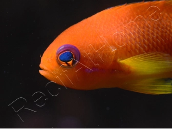 Pseudanthias squamipinnis femelle (Sri Lanka) 6-8 cm