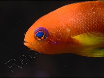 Pseudanthias squamipinnis femelle (Sri Lanka) 6-8 cm