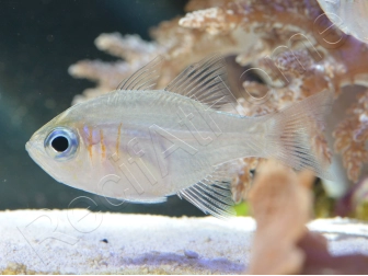 Zoramia leptacantha (ex : Apogon leptacanthus) 4-6 cm