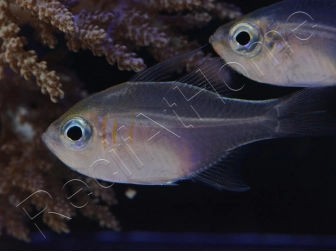 Zoramia leptacantha (ex : Apogon leptacanthus) 4-6 cm