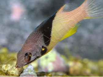 Bodianus mesothorax 5-7 cm