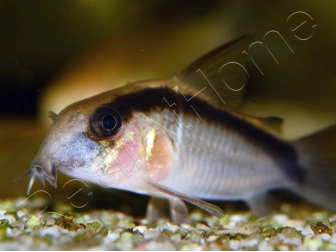 Corydoras arqué - Corydoras arcuatus (Amérique du Sud)