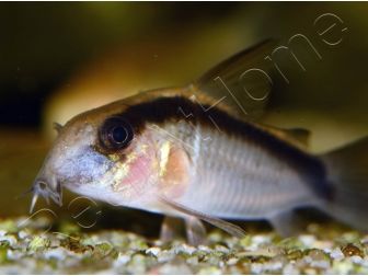 Corydoras arqué - Corydoras arcuatus (Amérique du Sud)