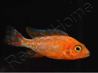 Aulonocara sp. RED (Malawi)