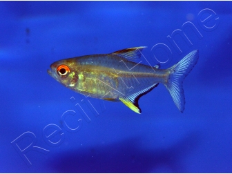 Tetra Citron - Hyphessobrycon Pulchripinnis (Amérique du sud)