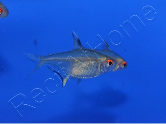 Tetra Citron - Hyphessobrycon Pulchripinnis (Amérique du sud)