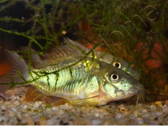 Corydoras poivré - Corydoras paleatus (Amérique du Sud)