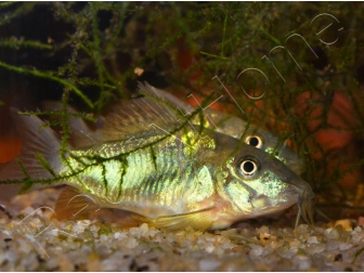 Corydoras poivré - Corydoras paleatus (Amérique du Sud)