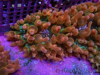 Entacmaea quadricolor Speckeled Red Taille S-M