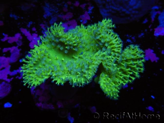 Sarcophyton sp Ultra Green