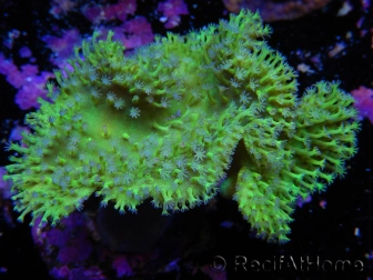 Sarcophyton sp Ultra Green