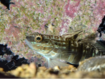 Amblygobius phalaena 7-9 cm