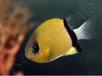 Chromis retrofasciata 2-4 cm